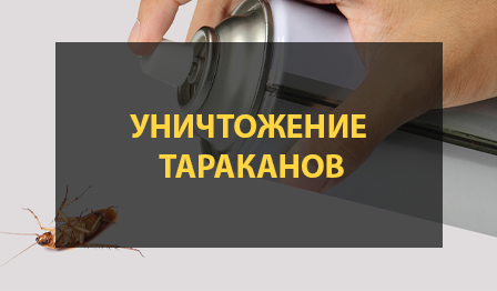Как избавиться от тараканов