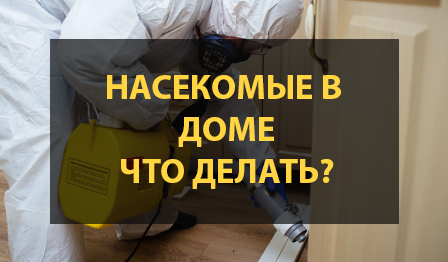 Насекомые в доме – что делать