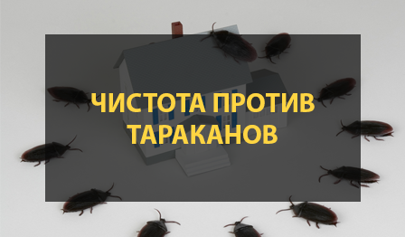 Чистота в доме против тараканов