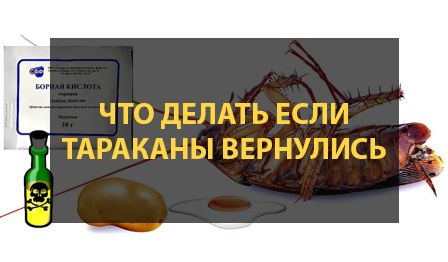 Что делать если тараканы вернулись