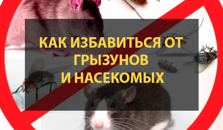 как убрать насекомых и грызунов из дома