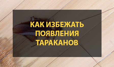 Тараканы в доме