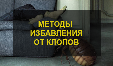 Как избавиться от клопов