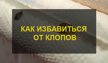 Как избавиться от клопов