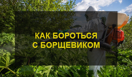 Методы борьбы с борщевиком на участке