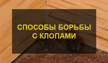 Способы борьбы с клопами