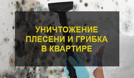 Уничтожение плесени и грибка в квартире