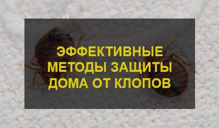 Эффективные методы защиты дома от клопов