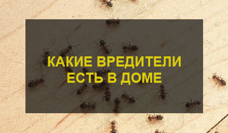 Вредители в доме
