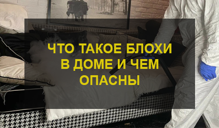 Блохи в доме