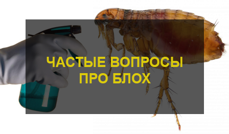 Часто задаваемые вопросы о блохах