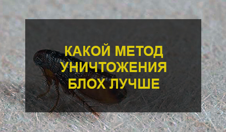 Уничтожение блох