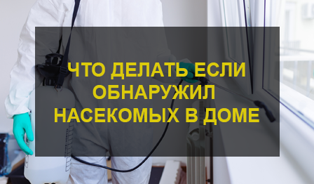Дезинсекция
