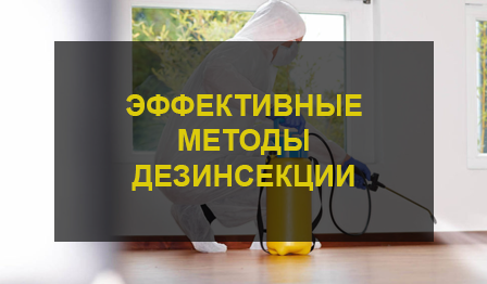 Эффективные методы дезинсекции