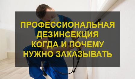 Когда и почему нужно заказать дезинсекцию