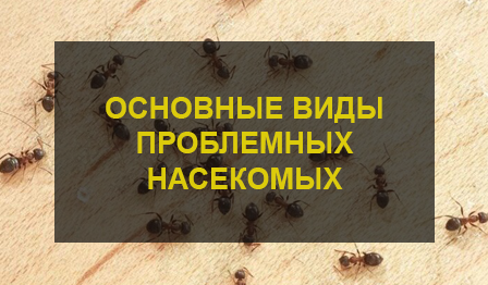 Основные виды насекомых