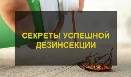 Секреты успешной дезинсекции