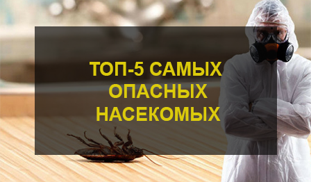 Топ-5 самых опасных насекомых