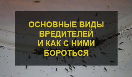 Борьба с вредителями в доме