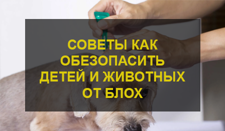 Как обезопасить детей и домашних питомцев от блох