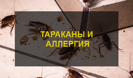 Тараканы в квартире