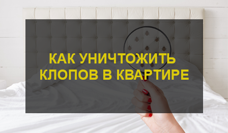 Уничтожение клопов