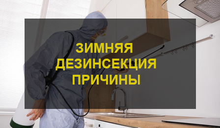 Дезинсекция