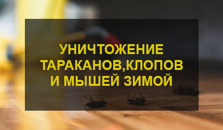 Уничтожение тараканов